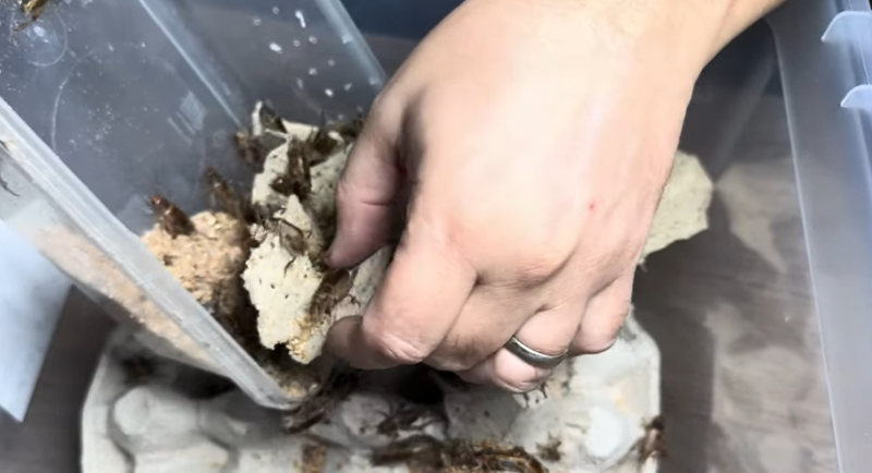 Jak chovat cvrčky: kompletní návod pro začátečníky